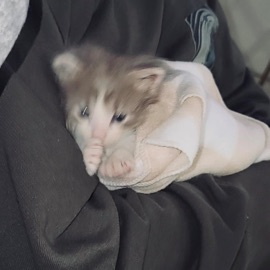 kempo (feat. Tsuyunoshi) soba star