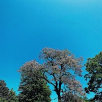 fall - Single - West Coast Massive