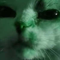 OIIA (Spinning Cat Meme) - Single - DelayNetwork & Solunex