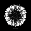 Black Dahlia - Markus Guentner