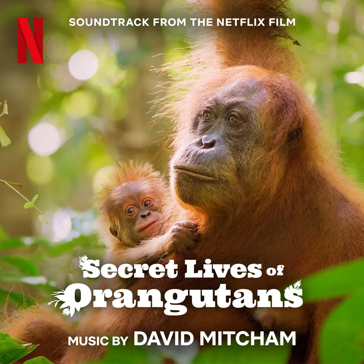 David Mitcham & The Dream Town Orchestra - 紅毛猩猩的秘密生活 Secret Lives of Orangutans (Soundtrack from the Netflix Film) (2024) [iTunes Plus AAC M4A]-新房子