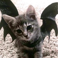 GIMME SUM! - Single - HONORARY, Arsx & Amped