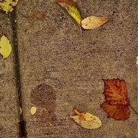 The Next Chapter - T on Top