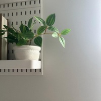 fly (feat. zivve) - Single - nte