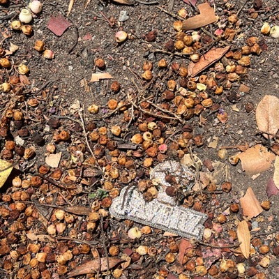 DIRTY DIAMNDS - Single