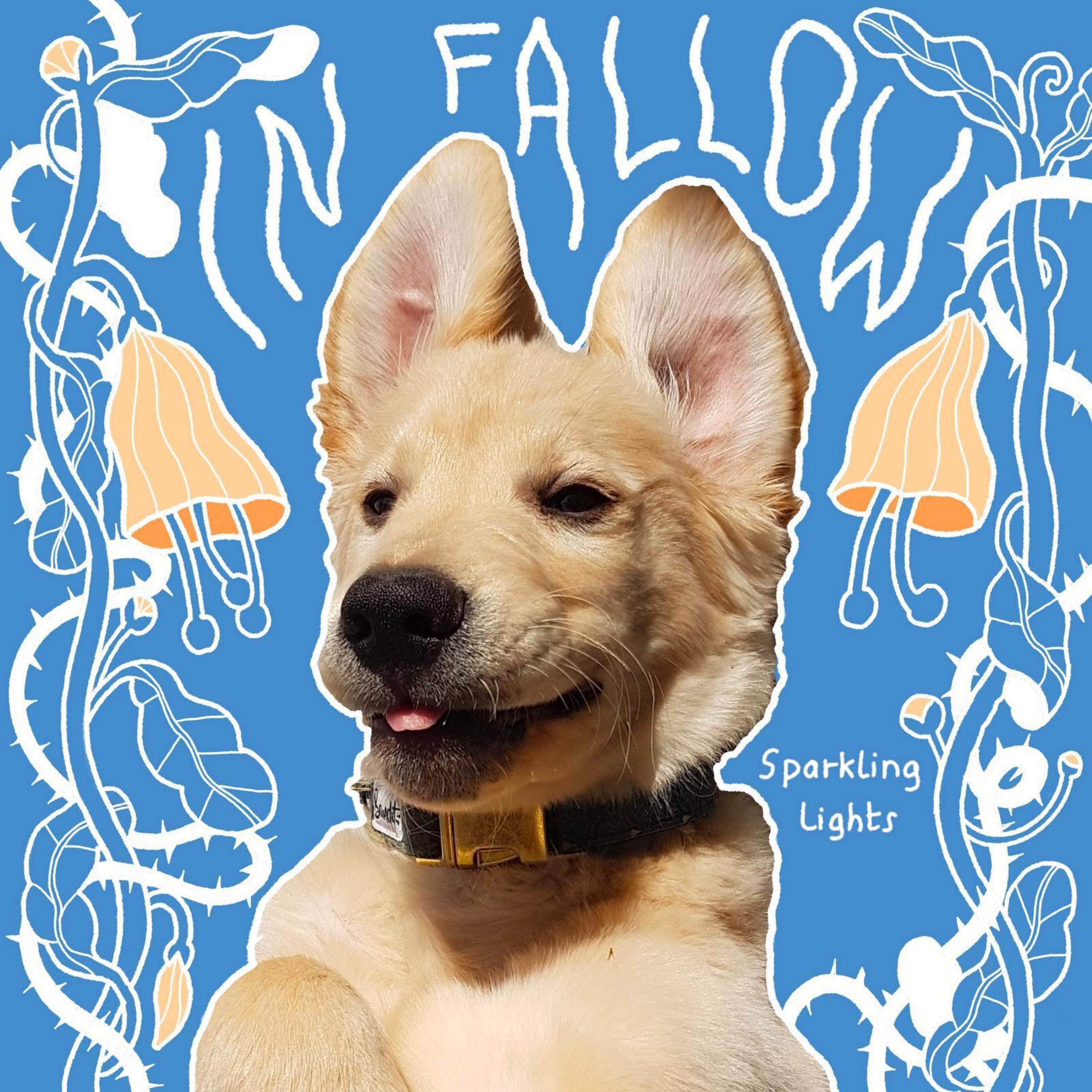 Sparkling Lights - Single