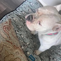 Smoking Marijuana - Single - Young Pooh Bear