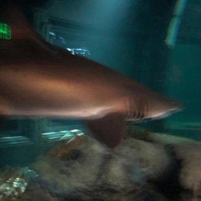 S!Lent K!Ller - Single