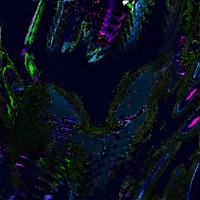 KNOCKOUT HIPNOTICO - Single - GHUXKEYOROW