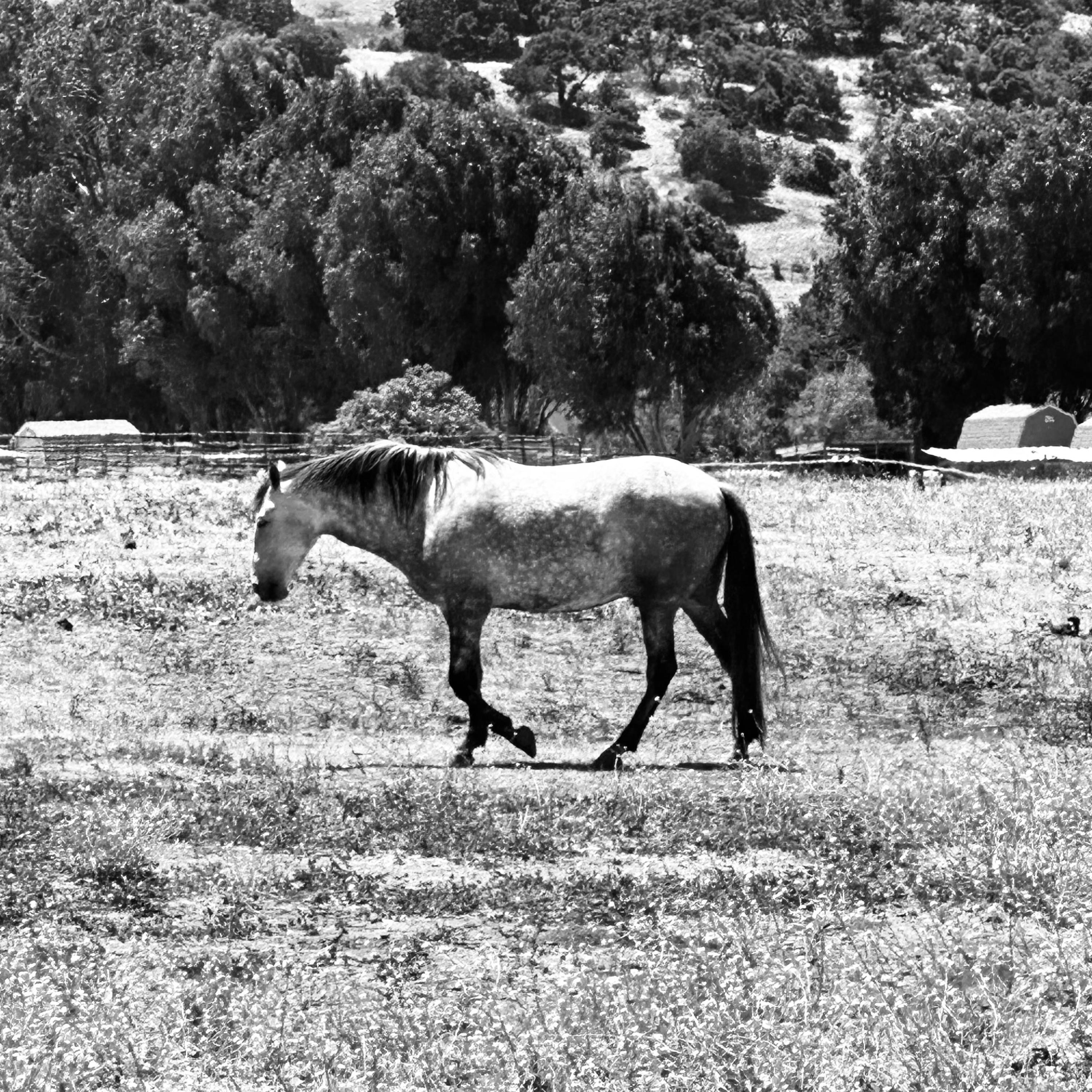 Pale Horse - Single