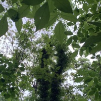 the way you do anything, is the way you do everything - Single - 1rokit