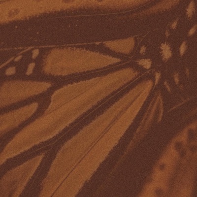 butterfly field - Single