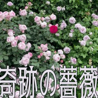 奇跡の薔薇 - Single - Ryo, SAKI, mai & Jelly Hyodo