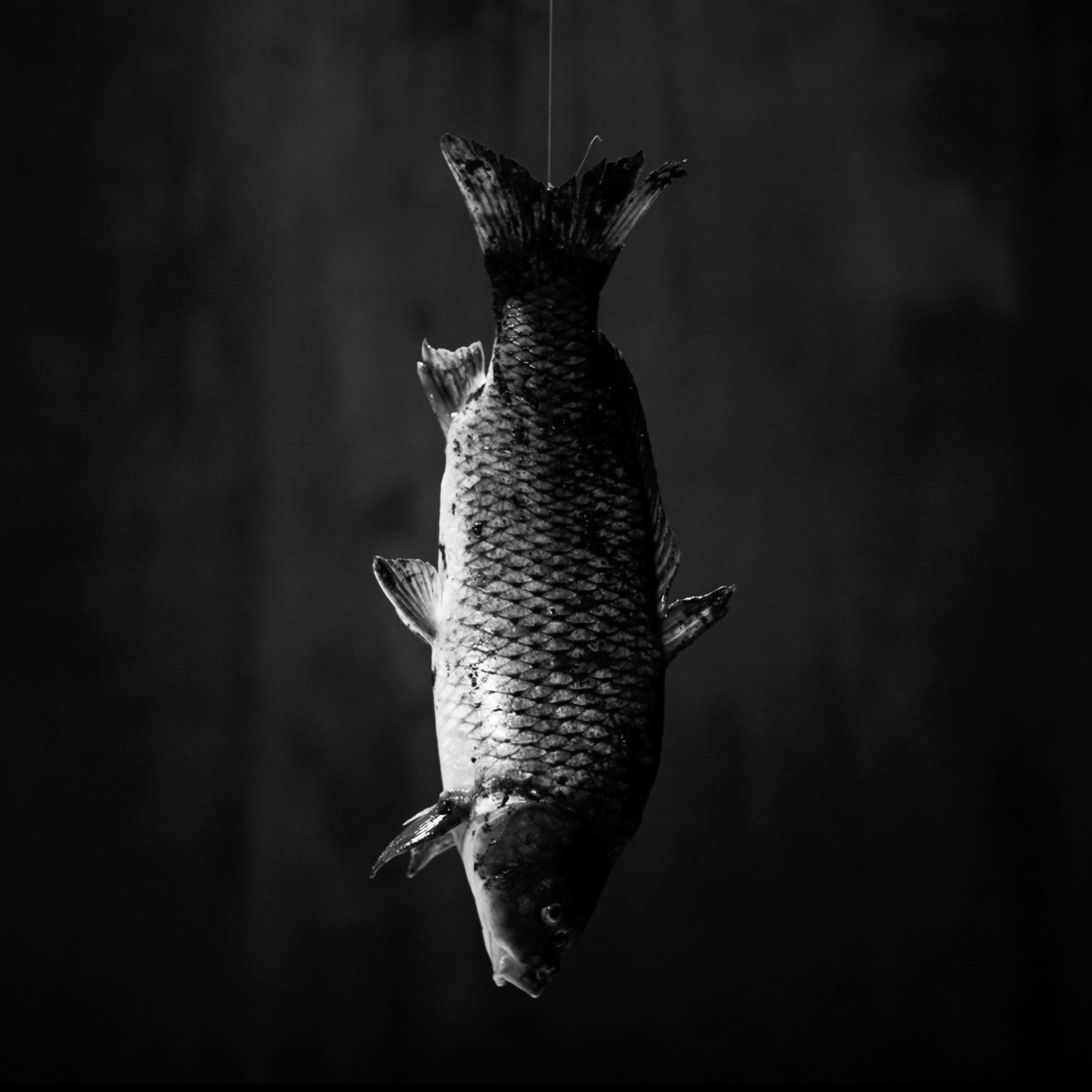 лис - Single