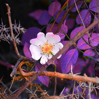 RÉITÈRE - Single