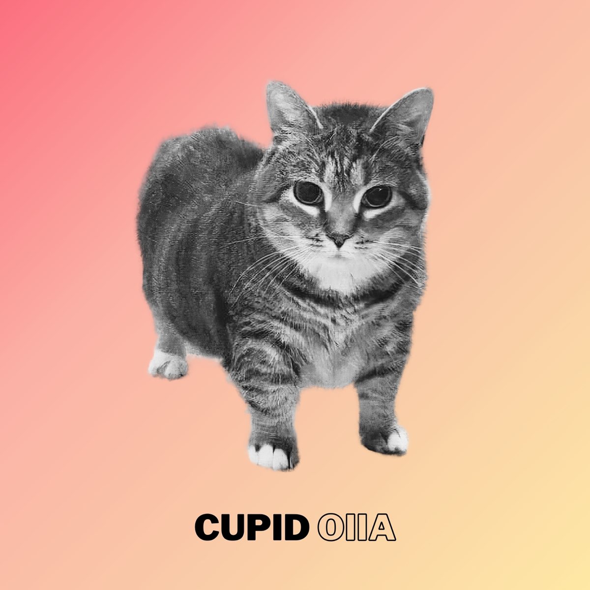 ‎Cupid Oiia Single Album by Uiia Cat & Renge Miyauchi Apple Music