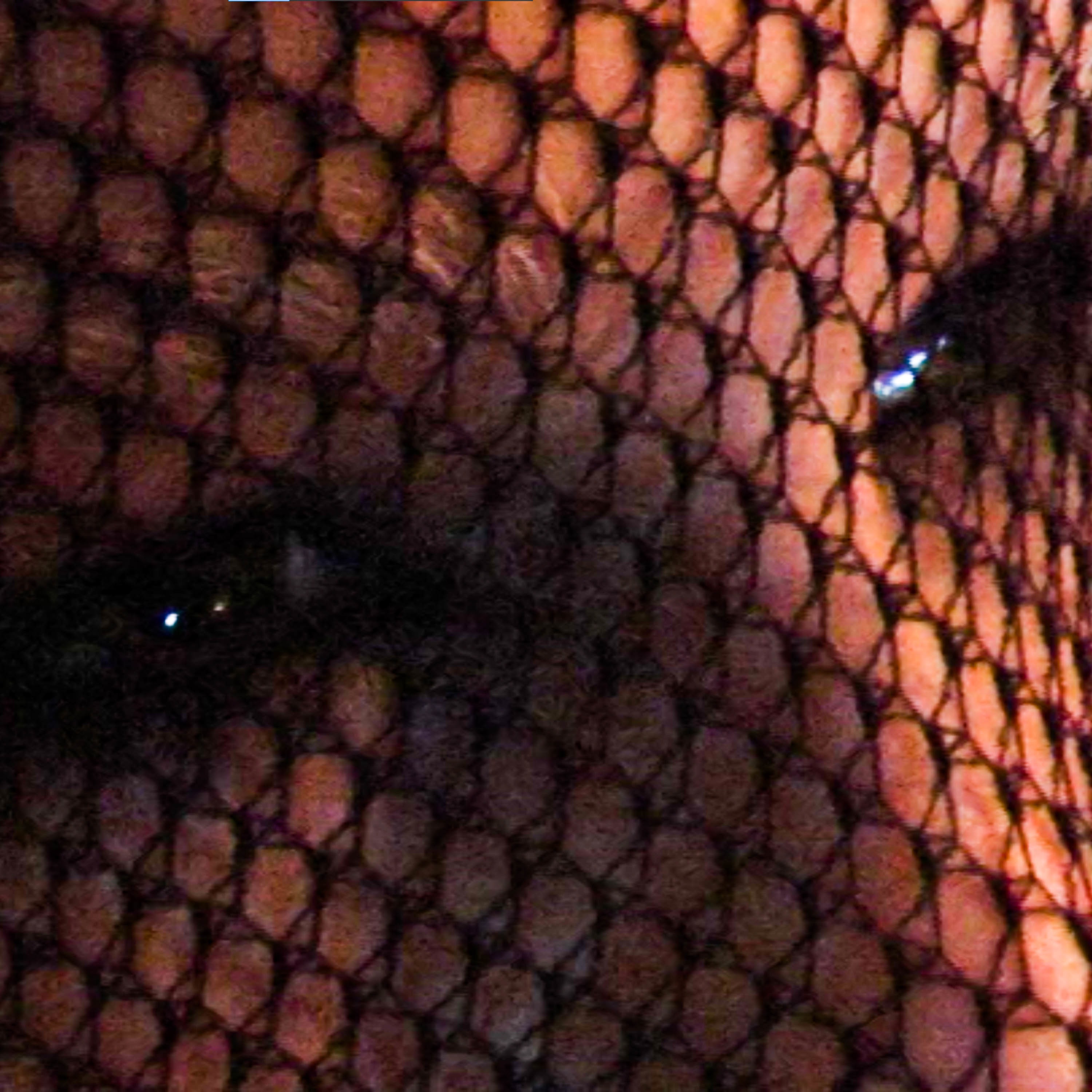 Seilėraštis - Single