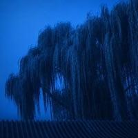 weeping willow - EP - Lynwi