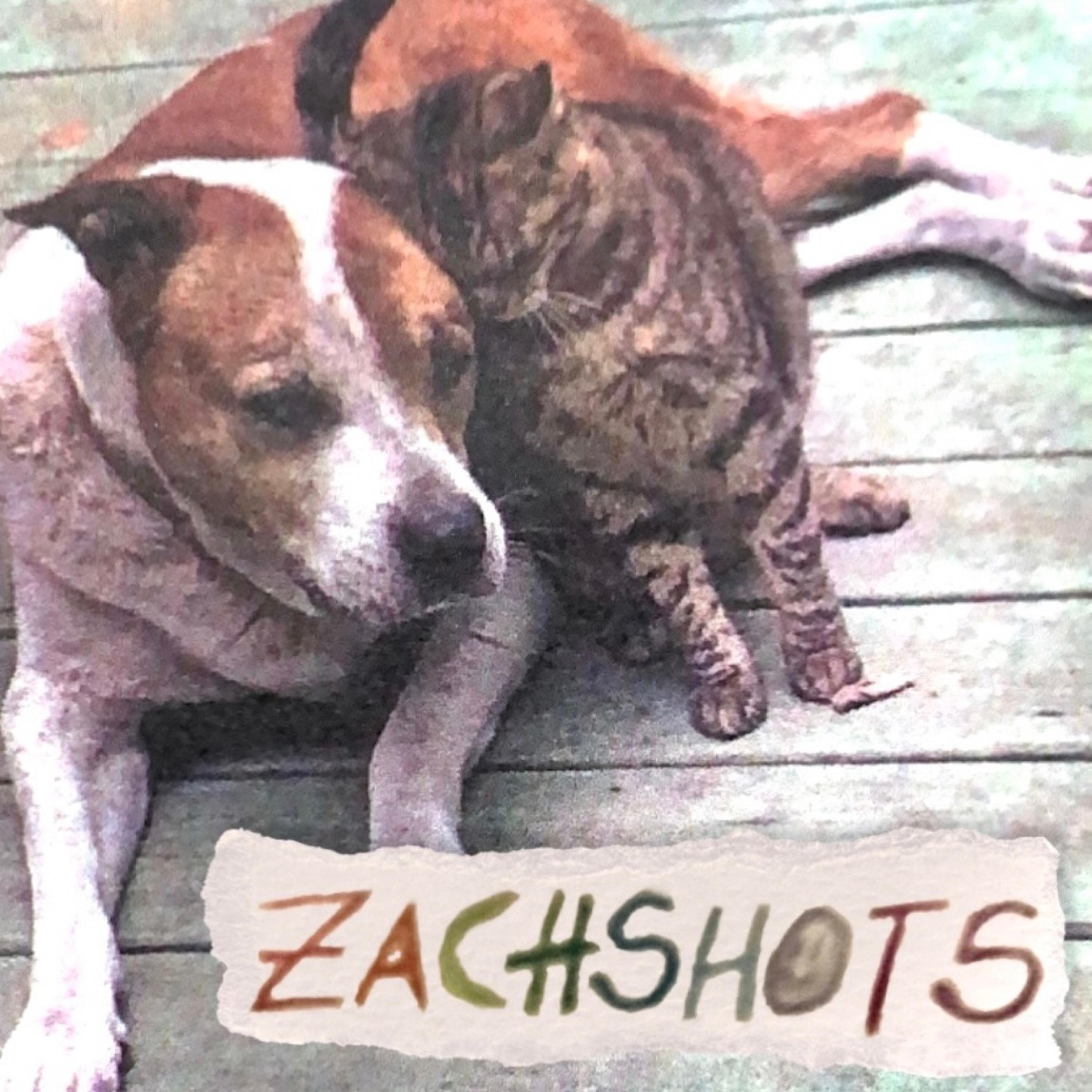 Zachshots - Single