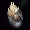 Paw