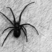 SPIDERBLXXD (feat. AUXXI) - Single - CA$H ALEE