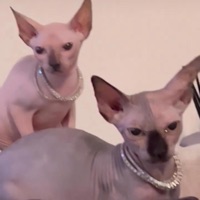 sphynx - EP - Angelus