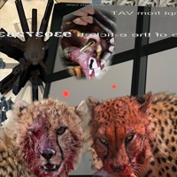 cheetah - EP - Jamante