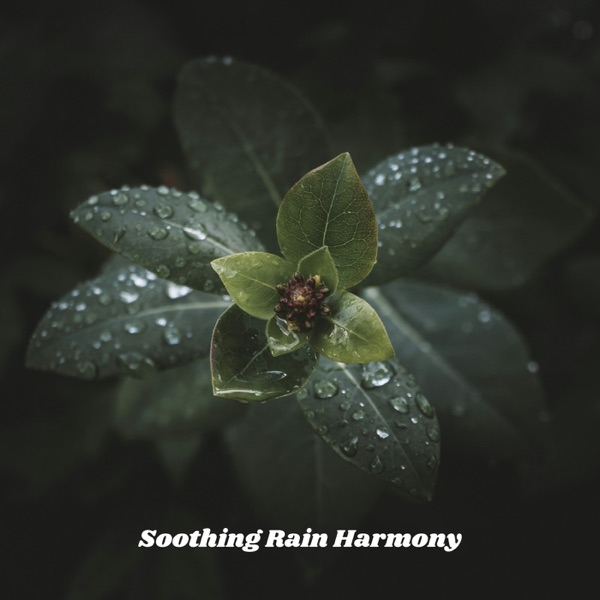 Soothing Rain Harmony - Single