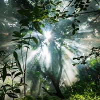 Qora - Single - Iyakuh