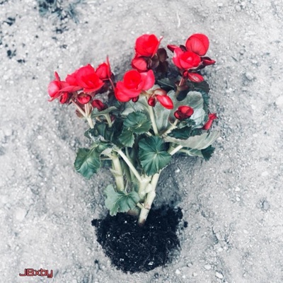 Desert Rose - Single