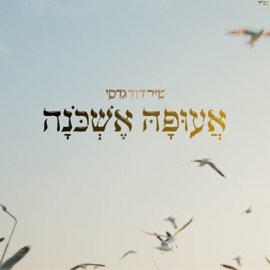 אעופה אשכונה Shir David Gadasi