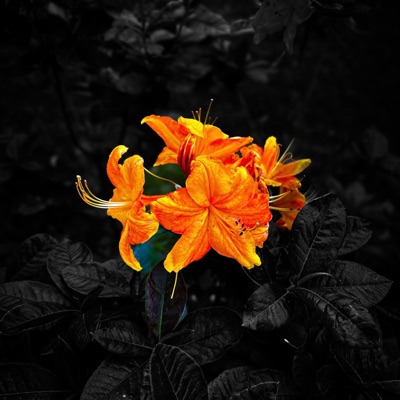 Trust issues - Single