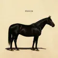 Dark Horse
