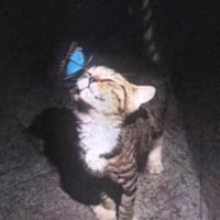 Get out your face - Single - C4MM