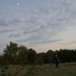 Nightfall on a forest