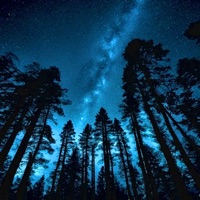 Foliage - Single - branwen