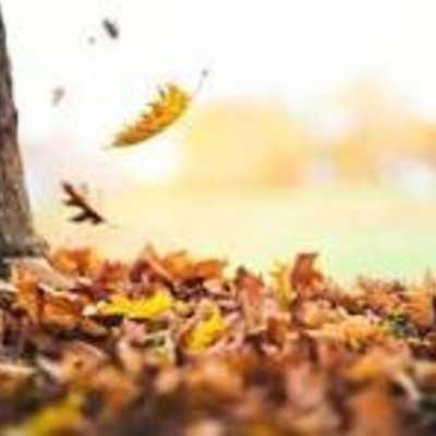 The Falling - Single