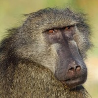 BABOON - Single - LOVE,TOMMY