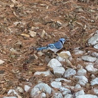 Ghost Stories (Intro) - Single - Dreamland