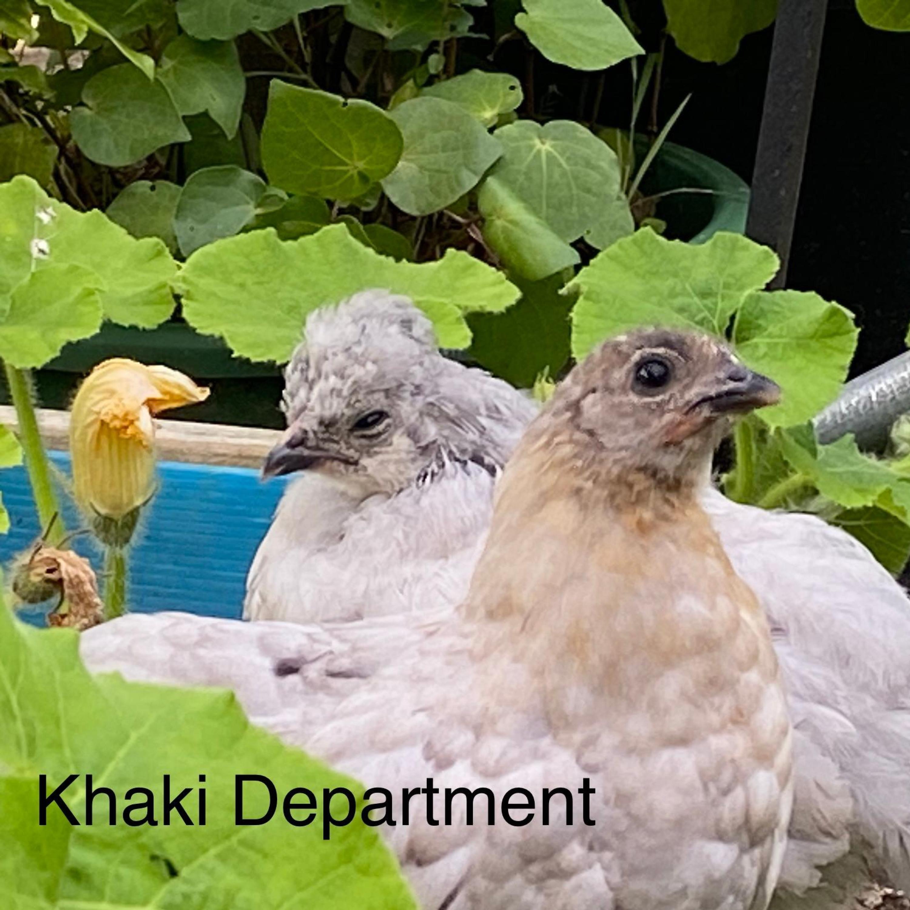 Khaki Department 1 - Single