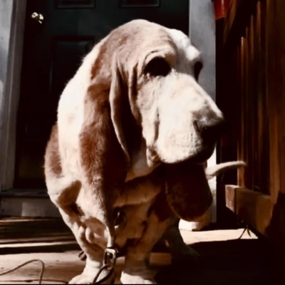 basset hound (Deluxe Edition)
