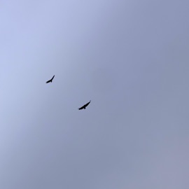 dead&gone (feat. Young Wabo & Ay Si) C!