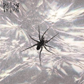 Spider On the Wall P3T3R.