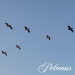 PELICANS - Single