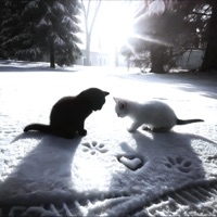 Stars ⛧ (feat. ilysoul) - Single - exes!