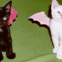 Plain line - Single - lil sword