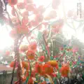 Recording the View
