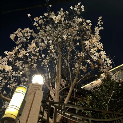 layover in shanghai - Single