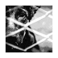 Neglection (feat. Lil Ron) - Single - NikoRae