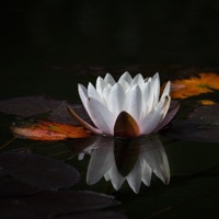 Presence - Single - cloud cover